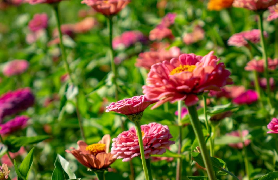How to Make Your Summer Garden Flourish