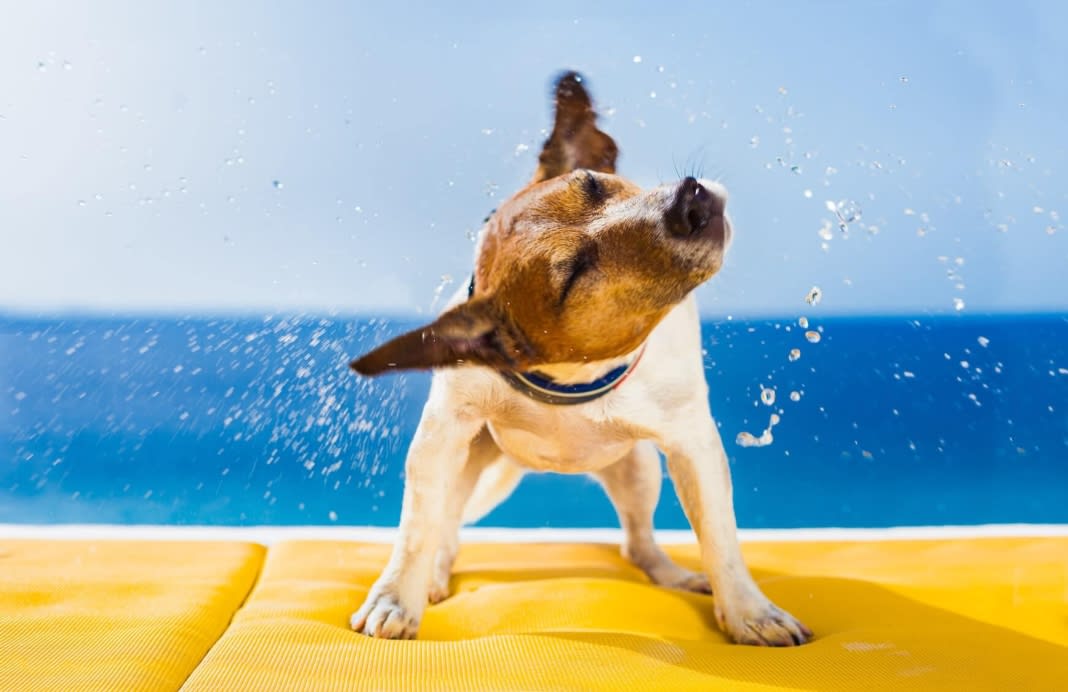 How to Keep Pets Cool in Summer
