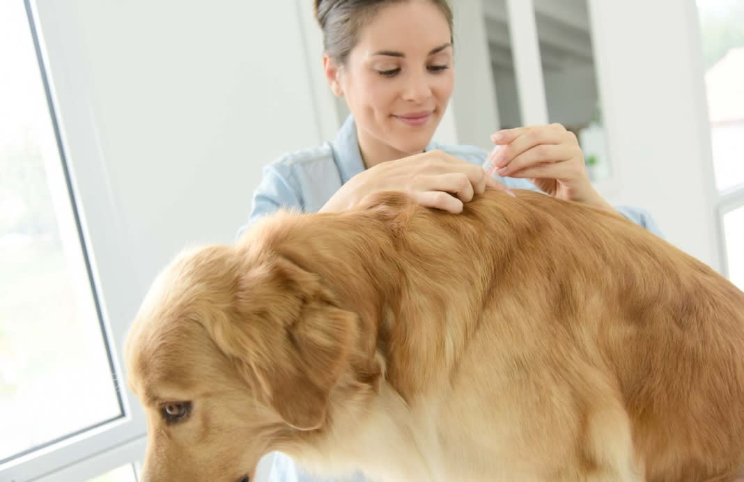 rspca-how-to-keep-your-pets-flea-free-1