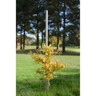 Tree Pole 8ft
