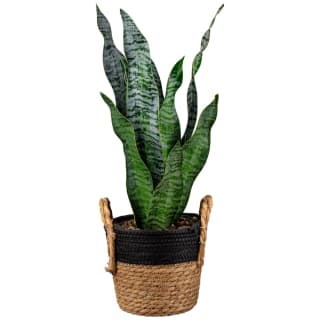Tall Plant in Seagrass Pot