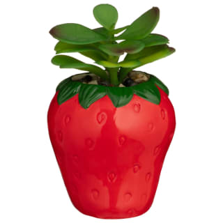 Summer Fruits Succulent - Strawberry