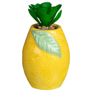 Summer Fruits Succulent - Lemon