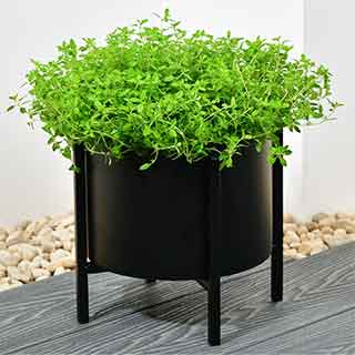 Decorative Planters
