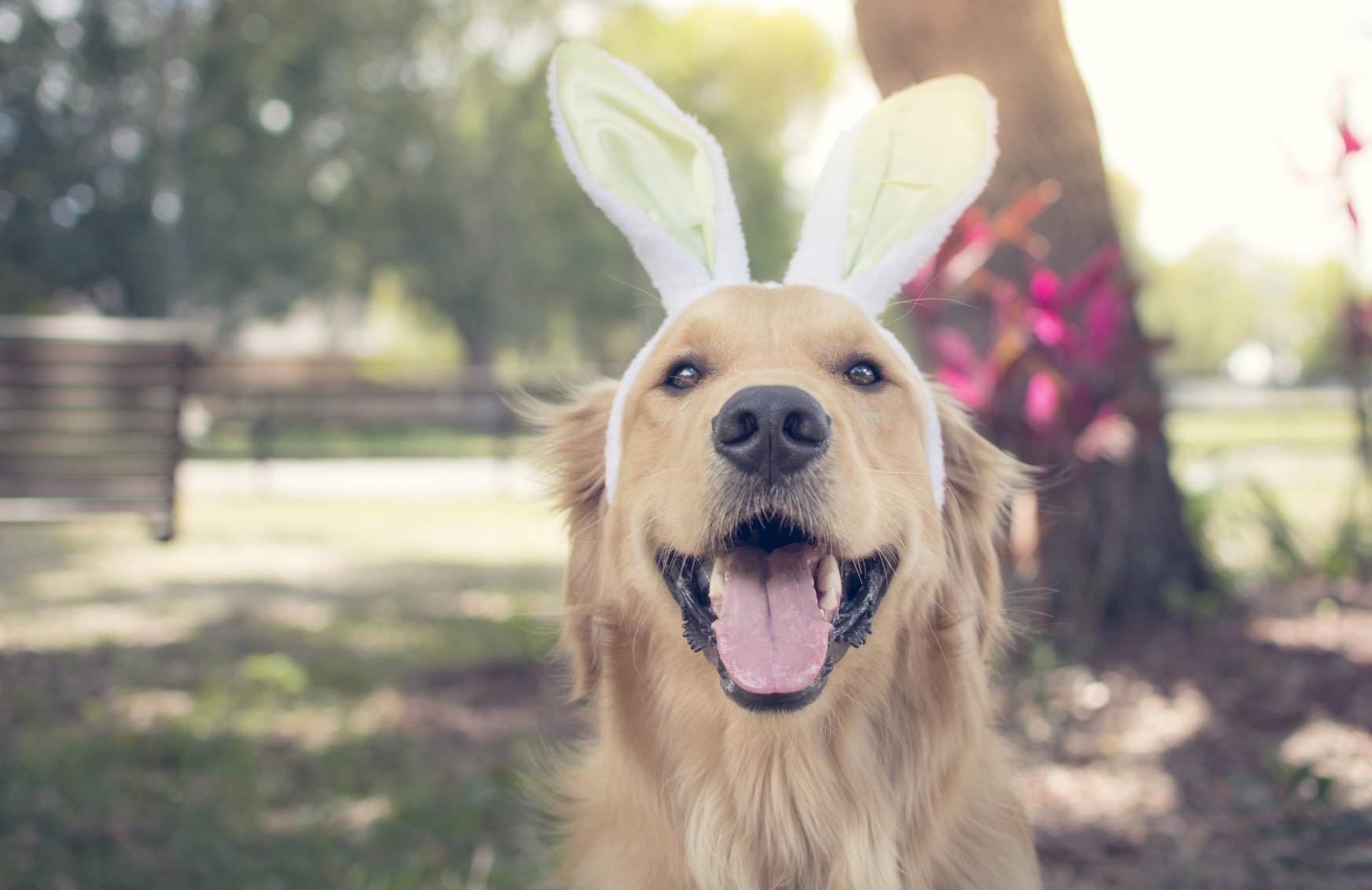 Can I Feed my Pet Chocolate this Easter? Here’s What You Need to Know