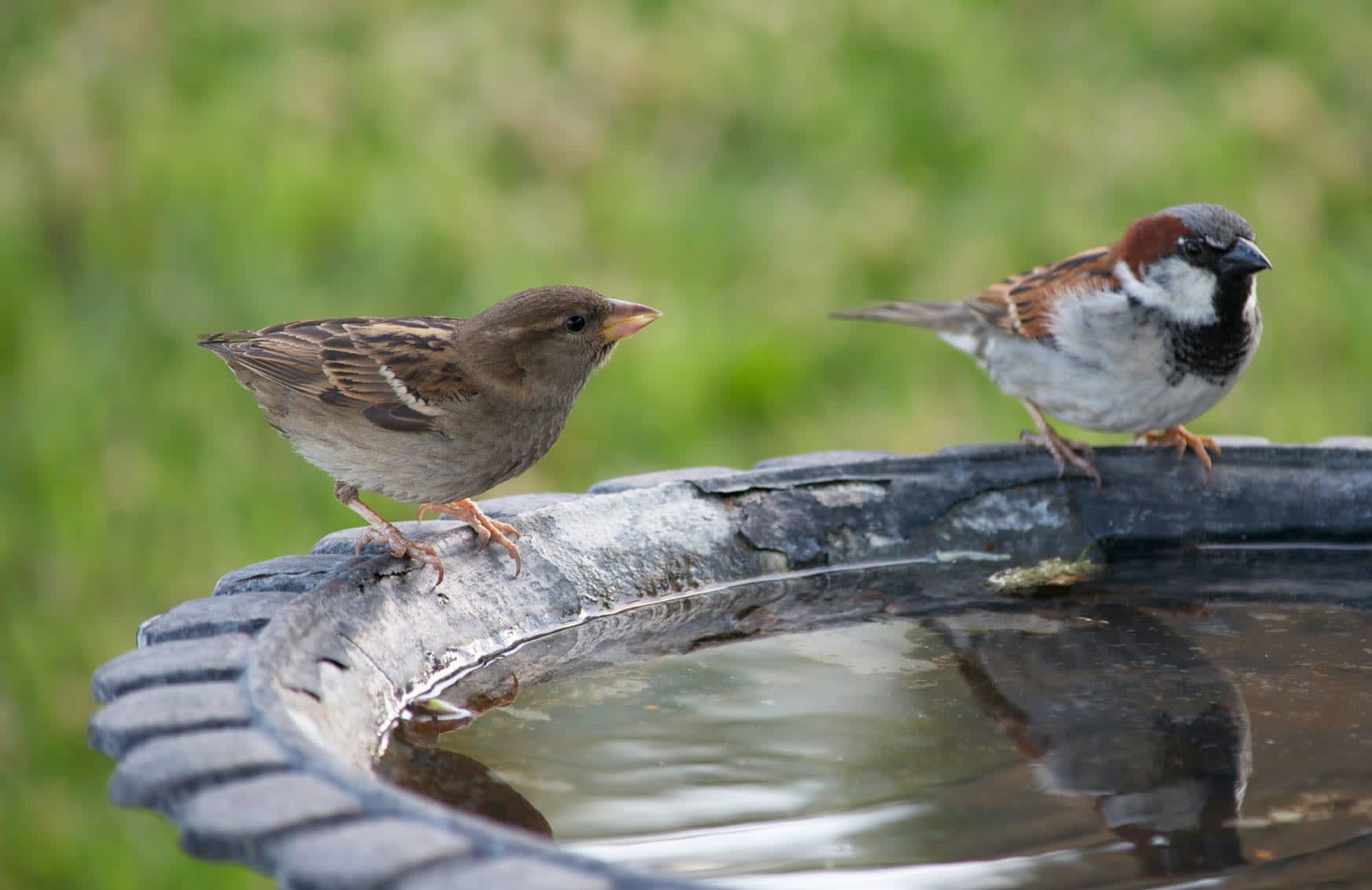 5 Top Tips for Helping Birds During Hot Weather B&M