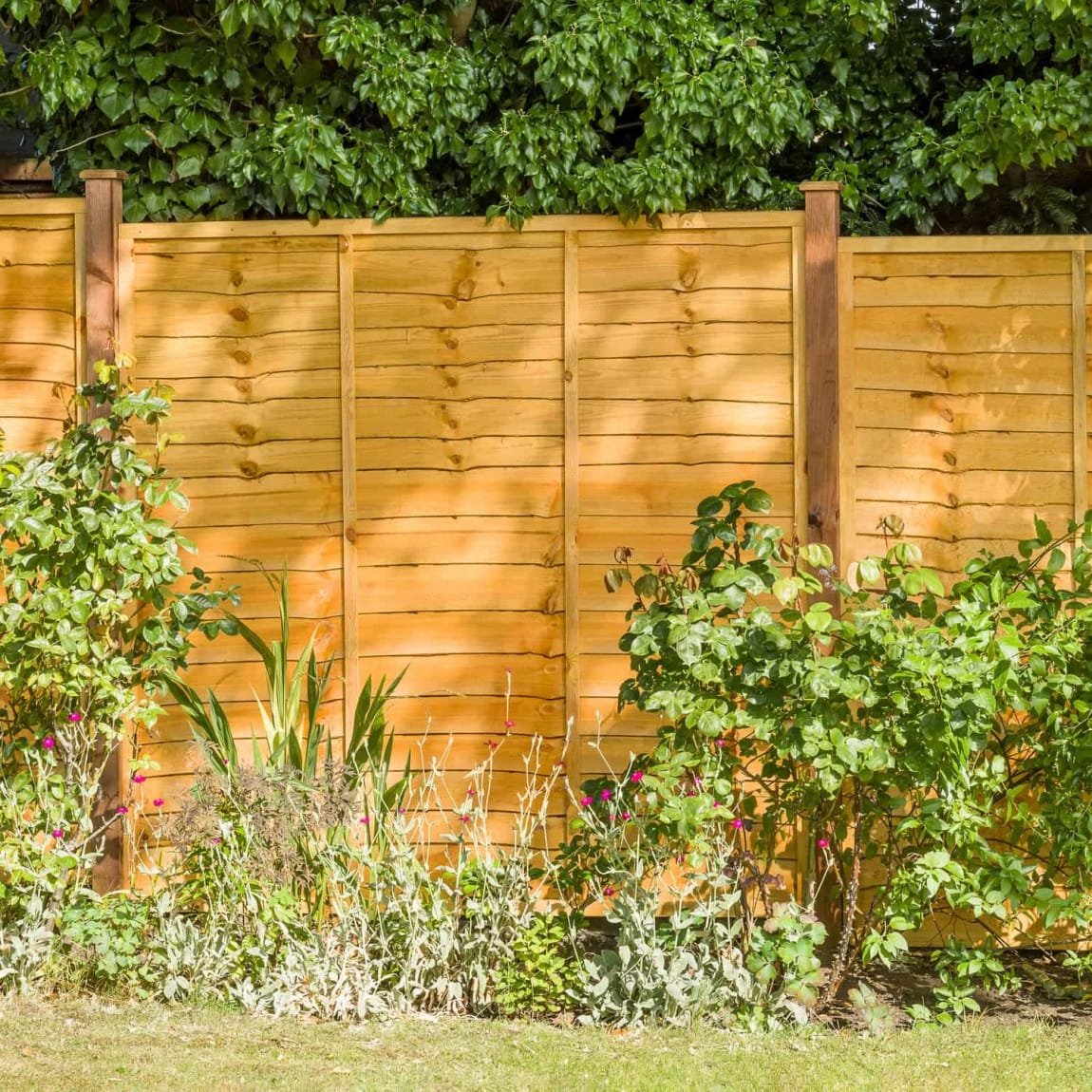 328403-grange-superior-pressure-treated-lap-panel-golden-brown-6ftx6ft-2