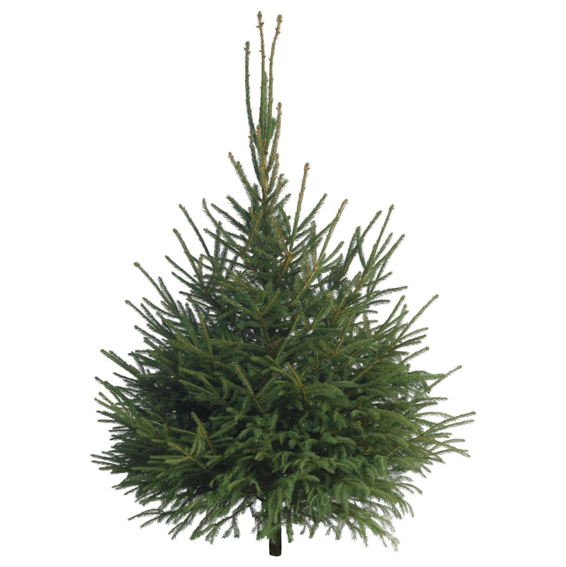 354933-norway-spruce-210_240cm-real-christmas-tree.jpg