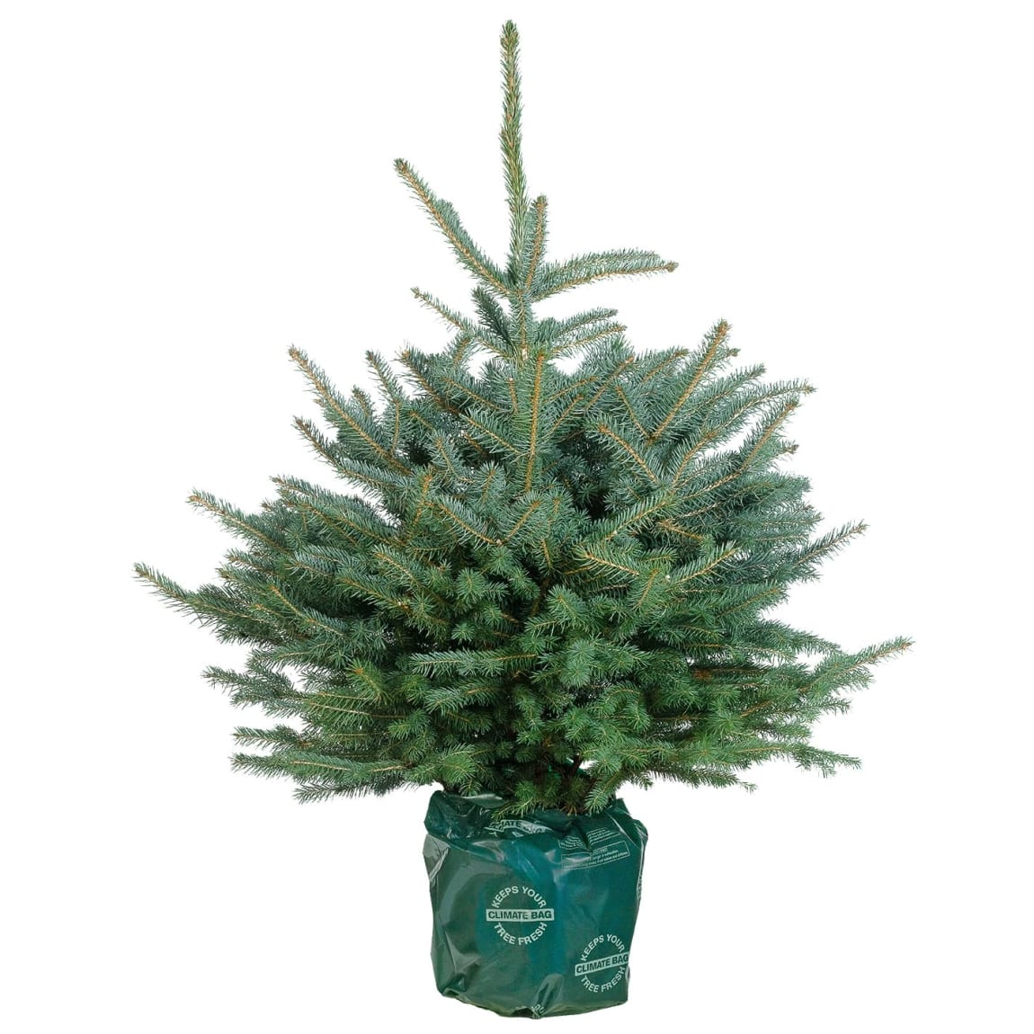 354937-promo-spruce-real-christmas-tree.jpg