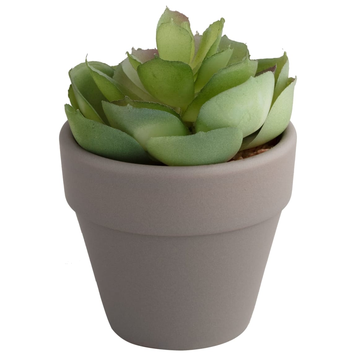 380108-362790-small-succulent-2