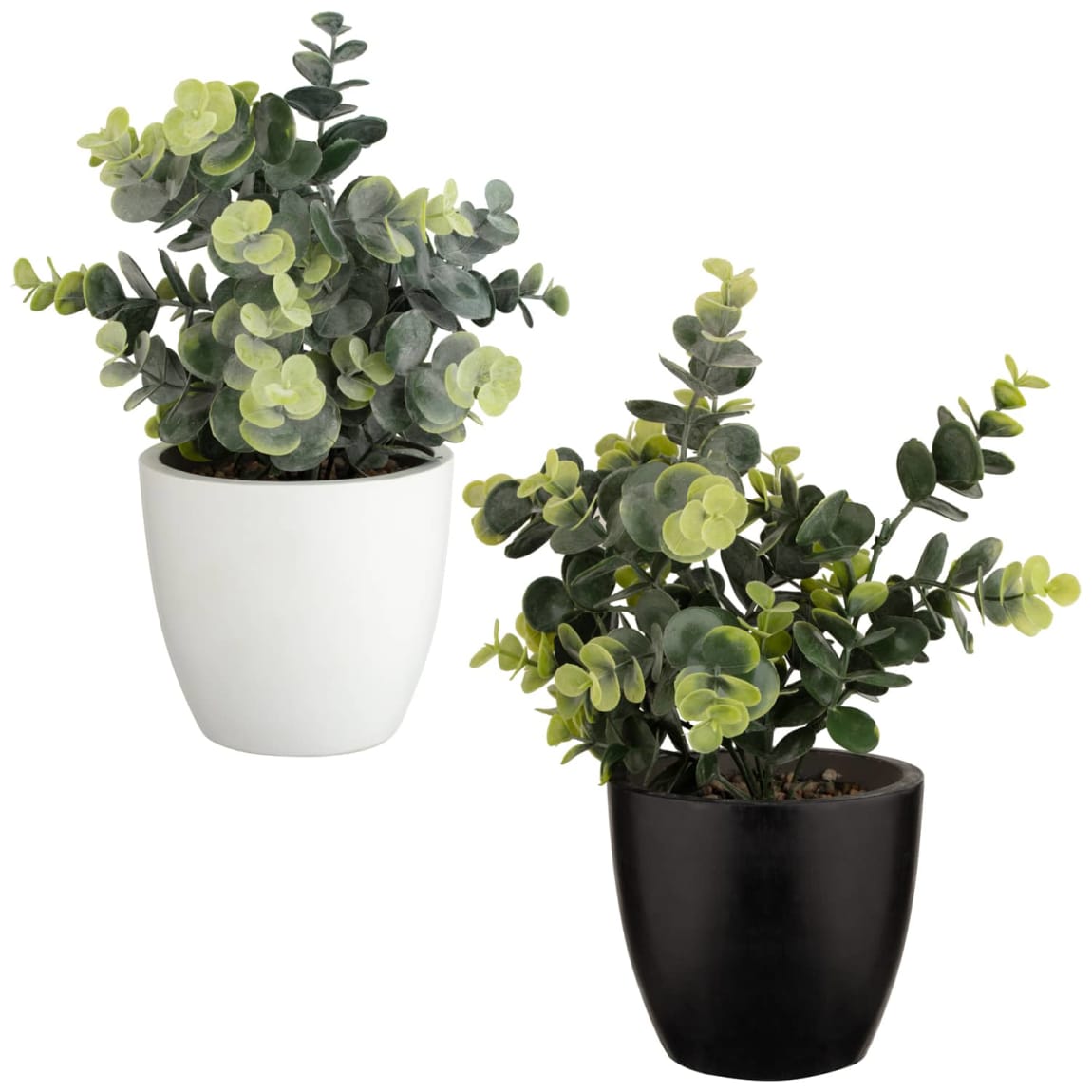 367294-eucalyptus-in-pot-group