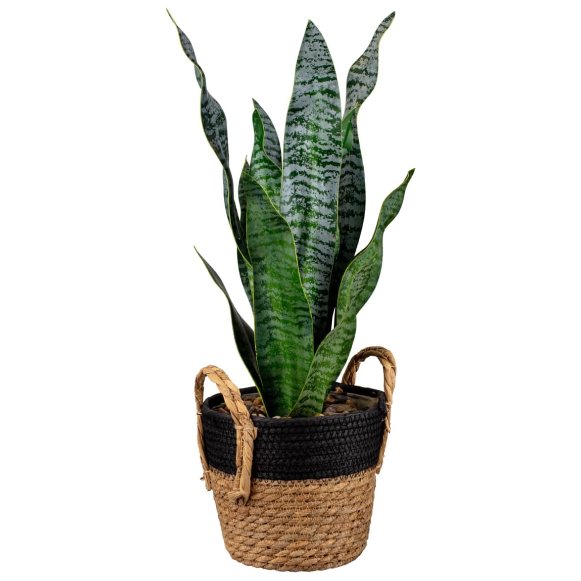 380721-tall-plant-in-seagrass-pot-2