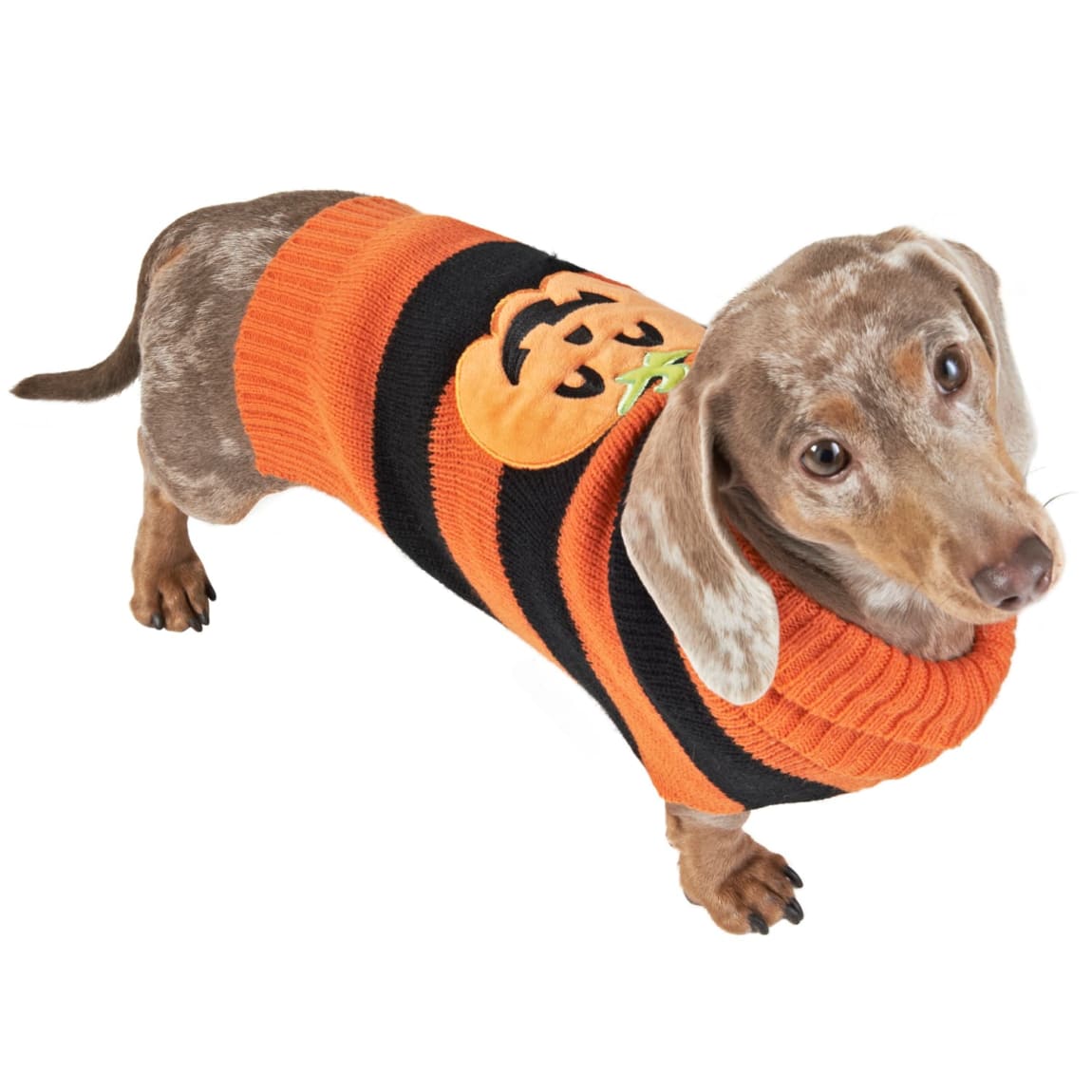 385764-pumpkin-dog-jumper
