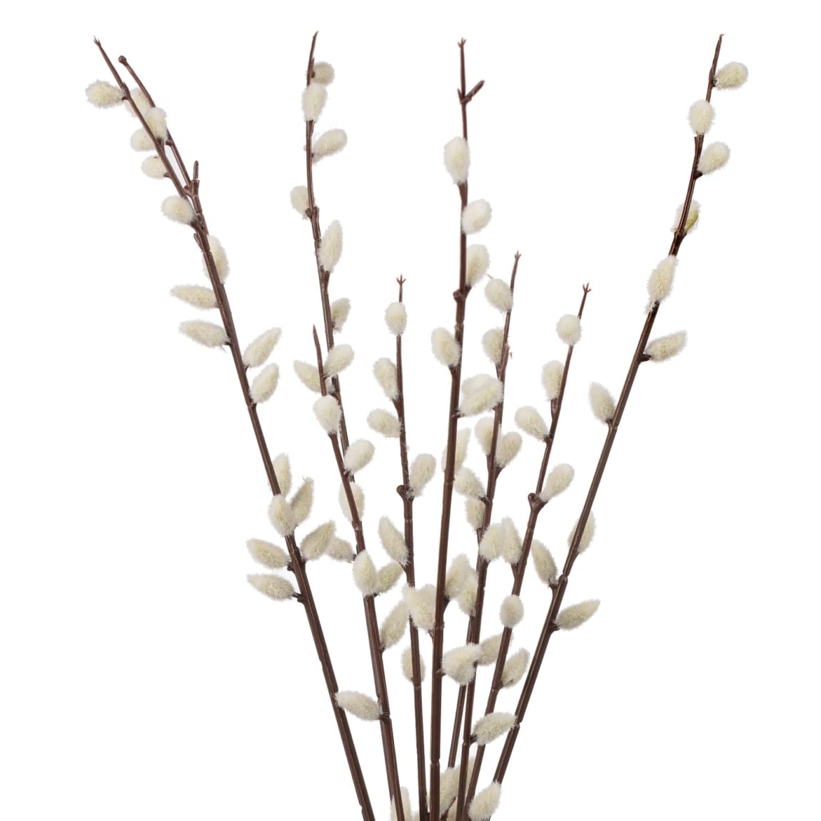 387576-pussy-willow-in-white-vase-2