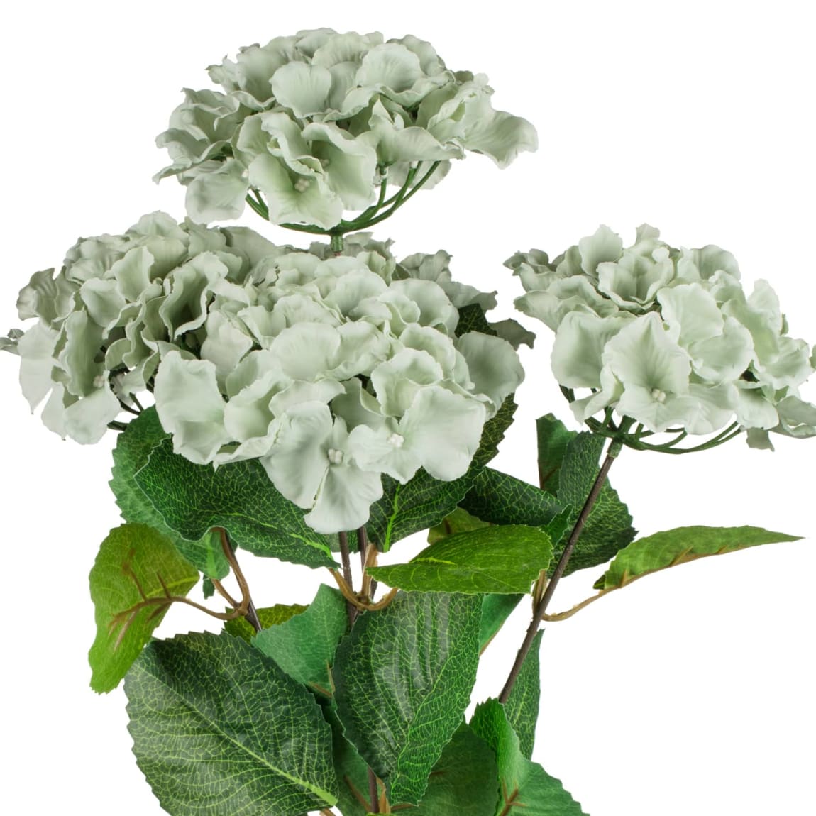 389095-hydrangea-bunche-green-2