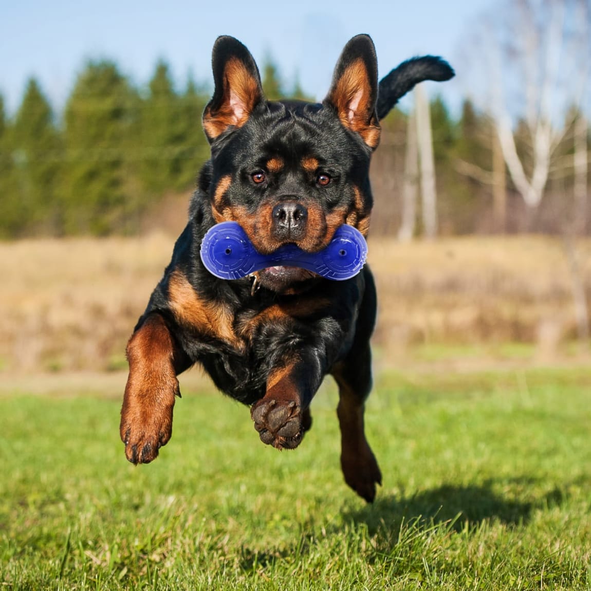 391308-nerf-dog-super-scent-4