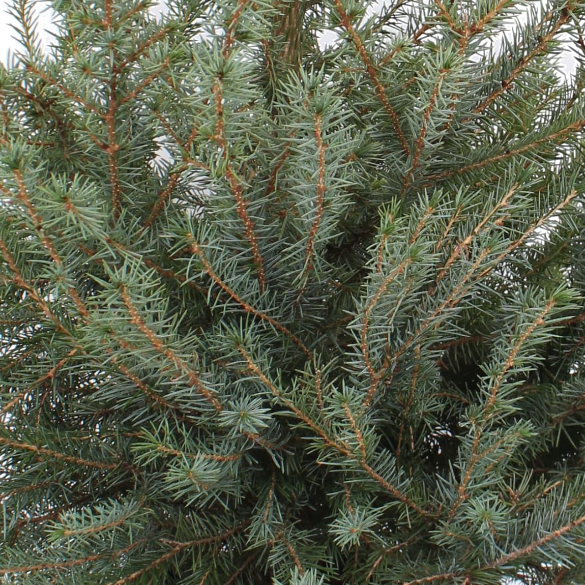 393320-picea-omorika-tree-2