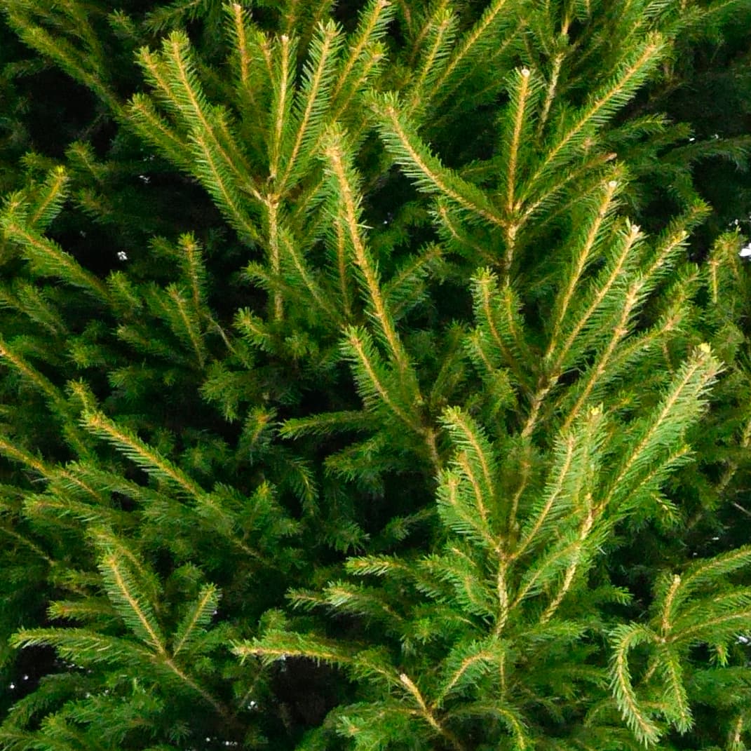 393997-norway-spruce-150-180cm-2