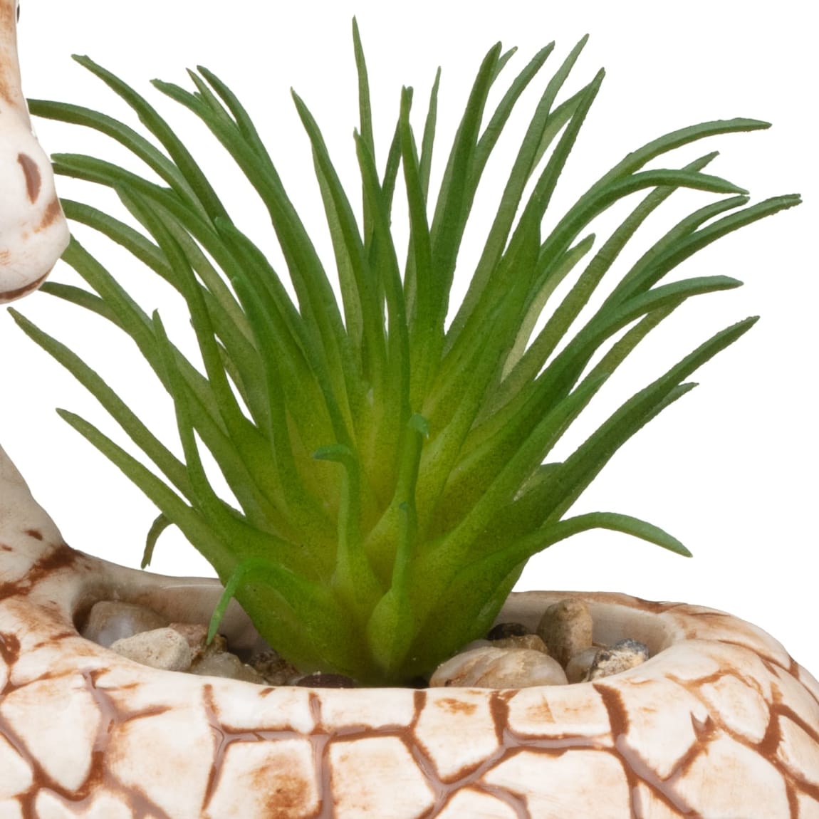 394665-giraffe-succulent-2