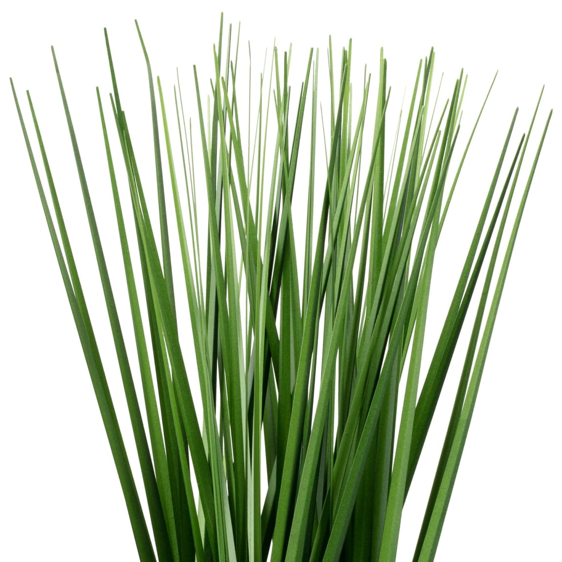 394680-long-grass-in-a-pot-2