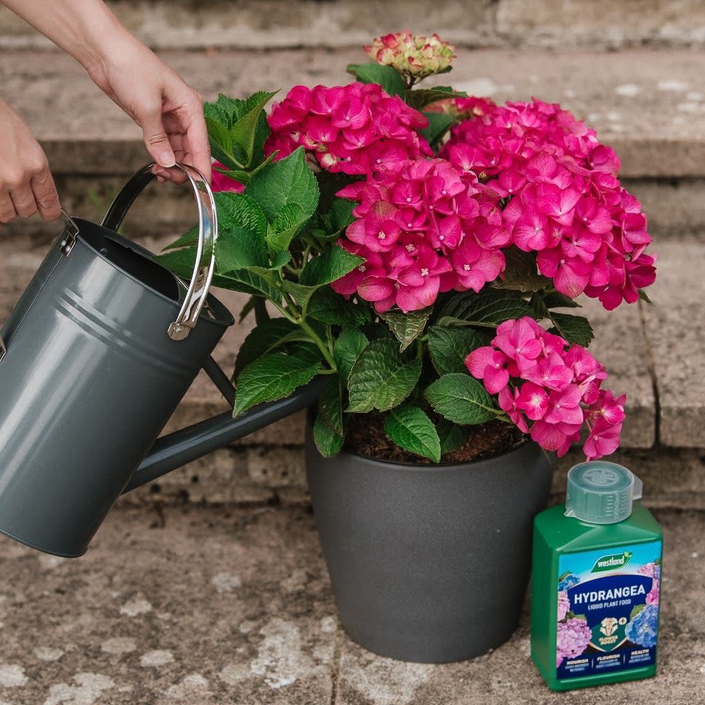 397213-specialist-hydrangea-plant-food-1l-21
