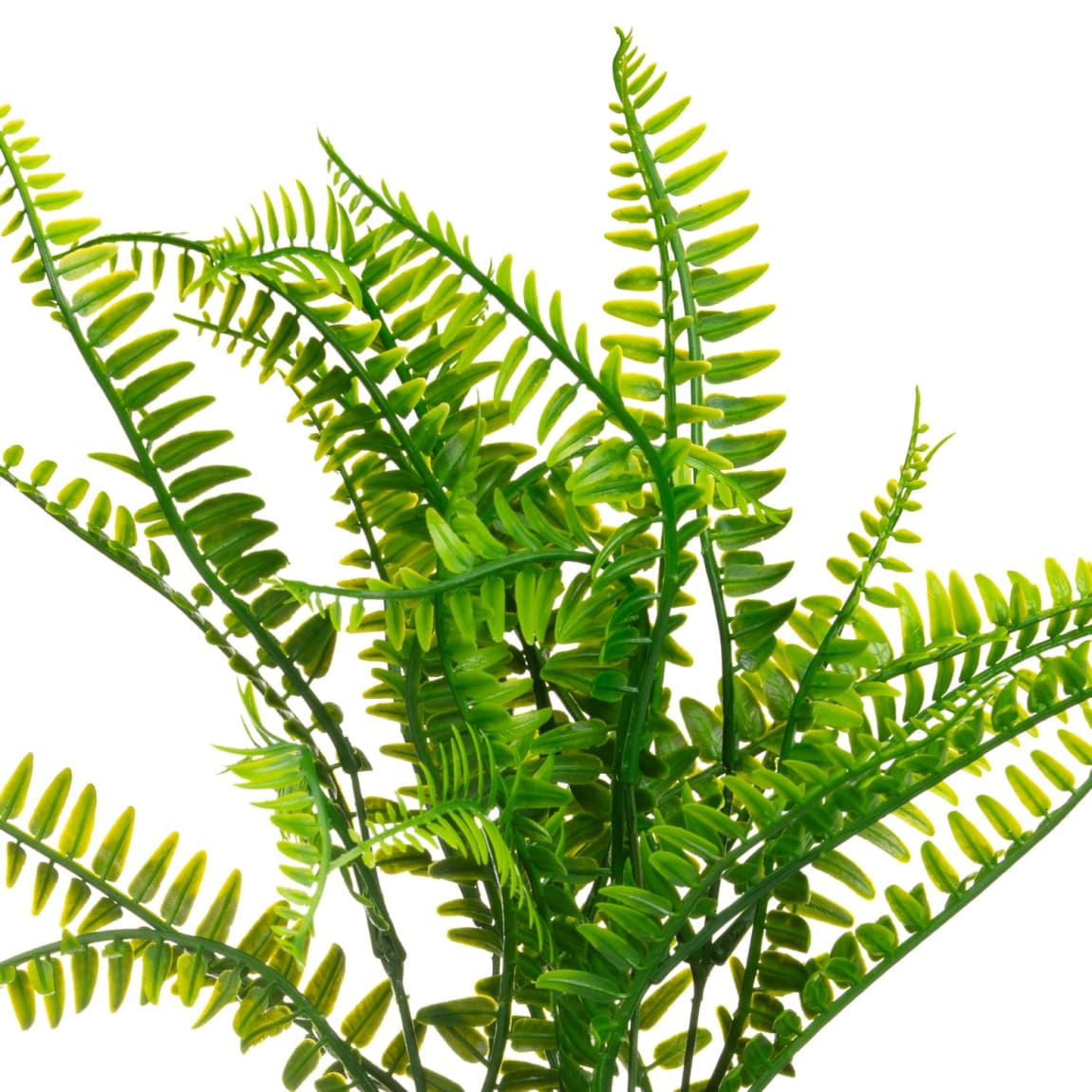 400848-fern-on-black-round-stand-2