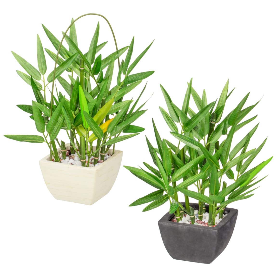 405753-potted-bamboo-group