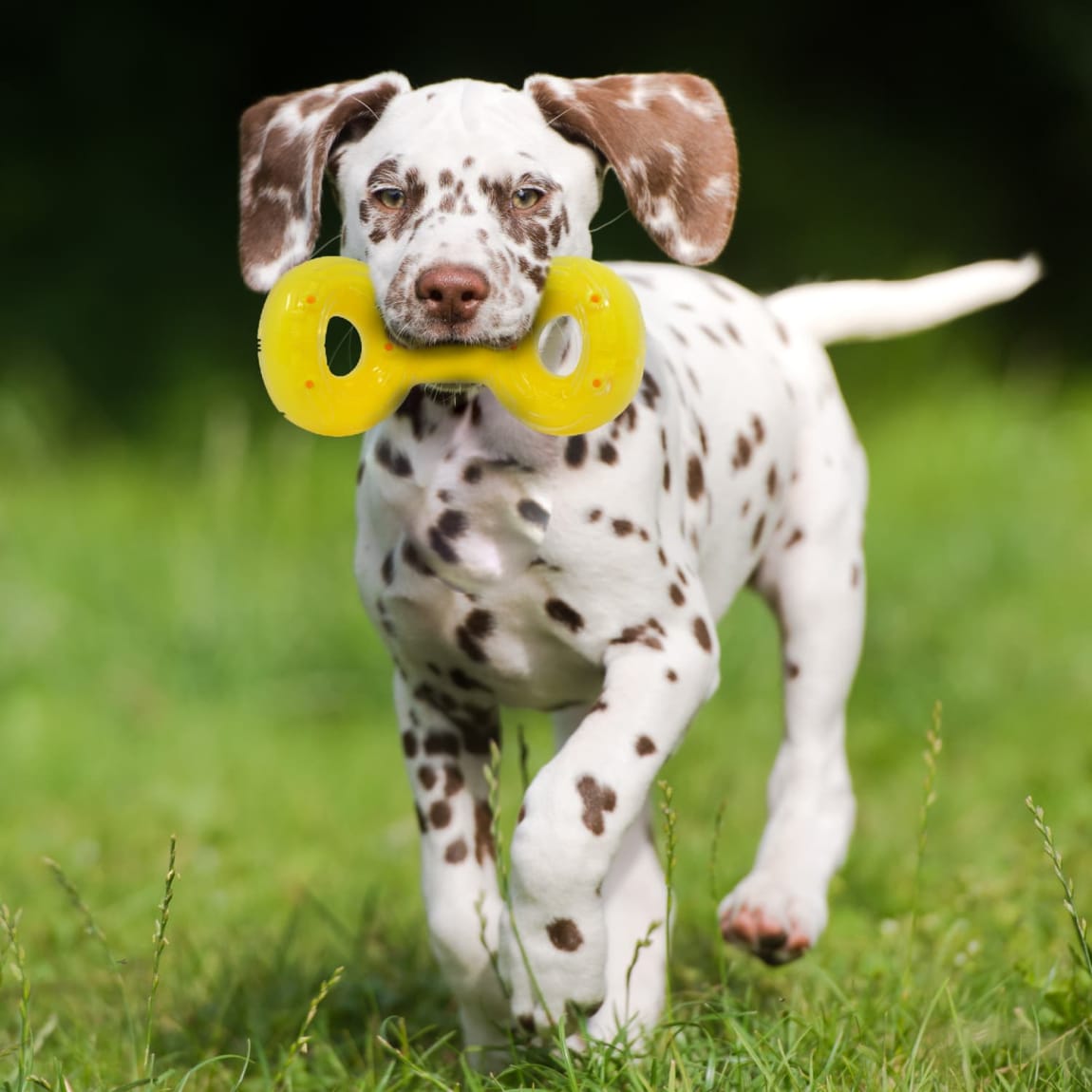 414091-7inch-tpr-super-scent-double-ring