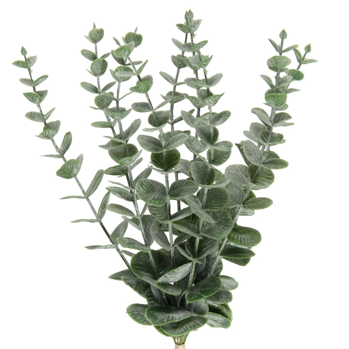 415913-eucalyptus-stem-2