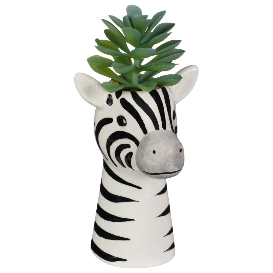 415916-succulent-zebra