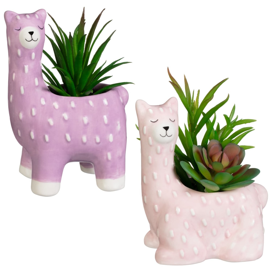 418067-llama-succulent-group