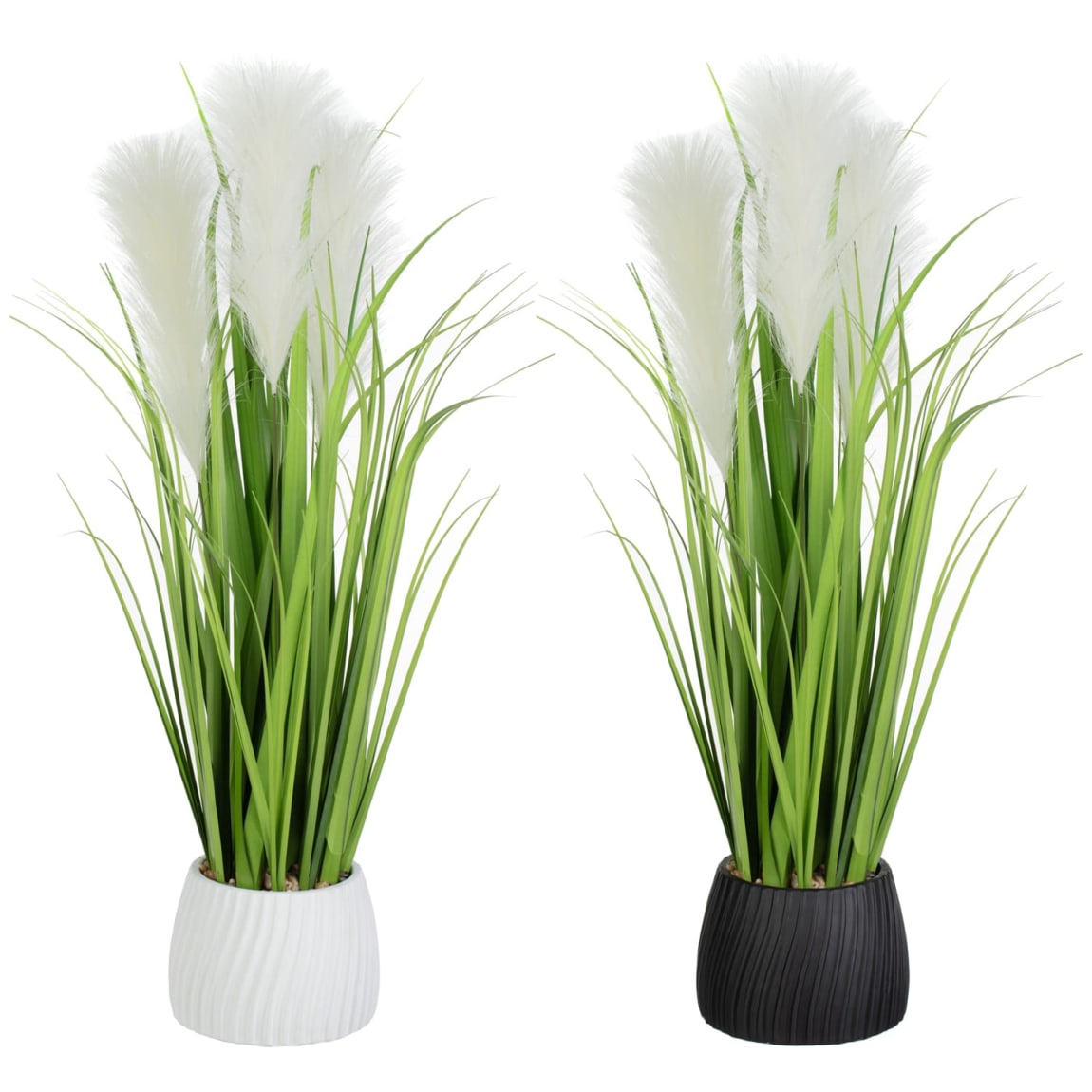 418074-pampas-in-pot-group