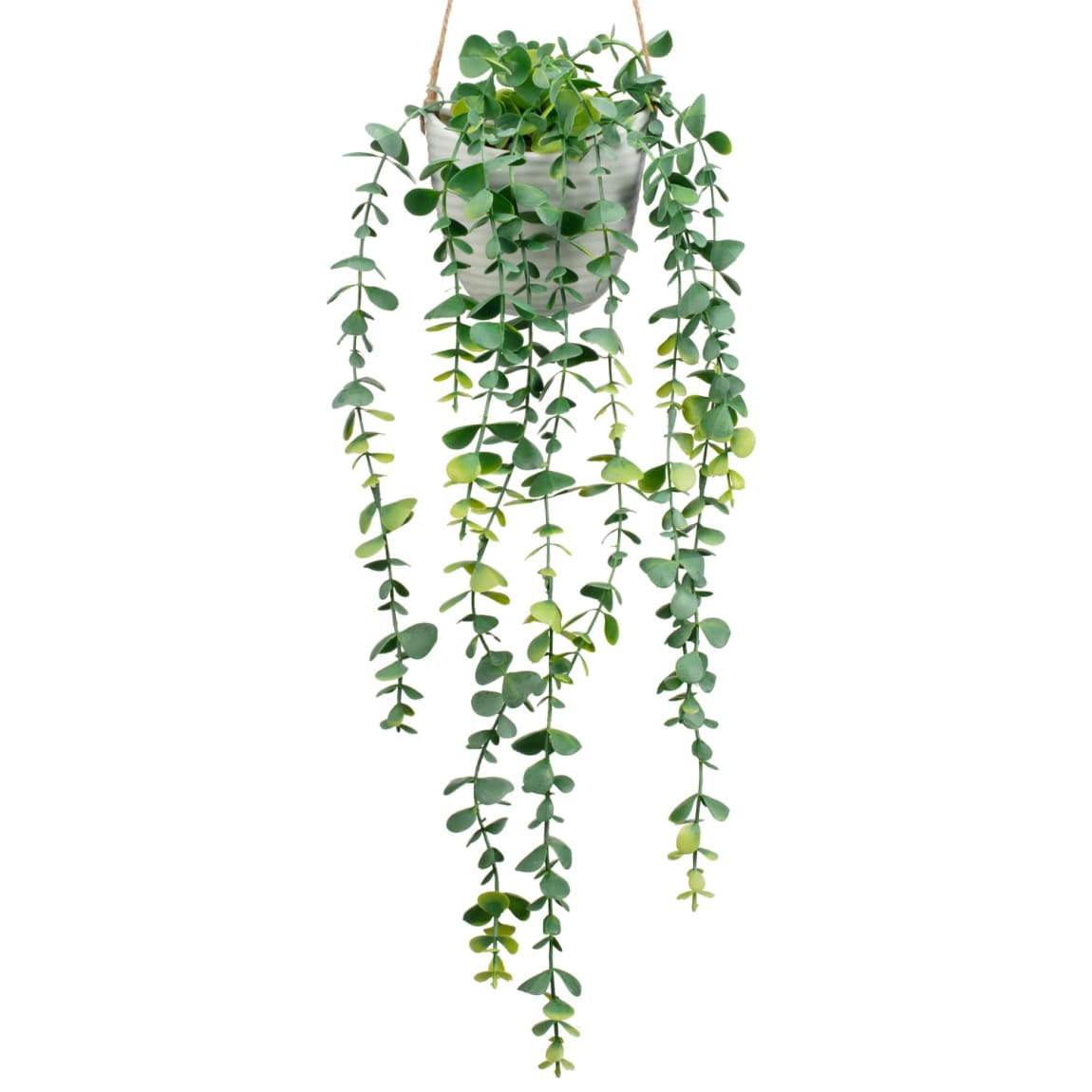 418084-trailing-plant-in-ceramic-pot-2