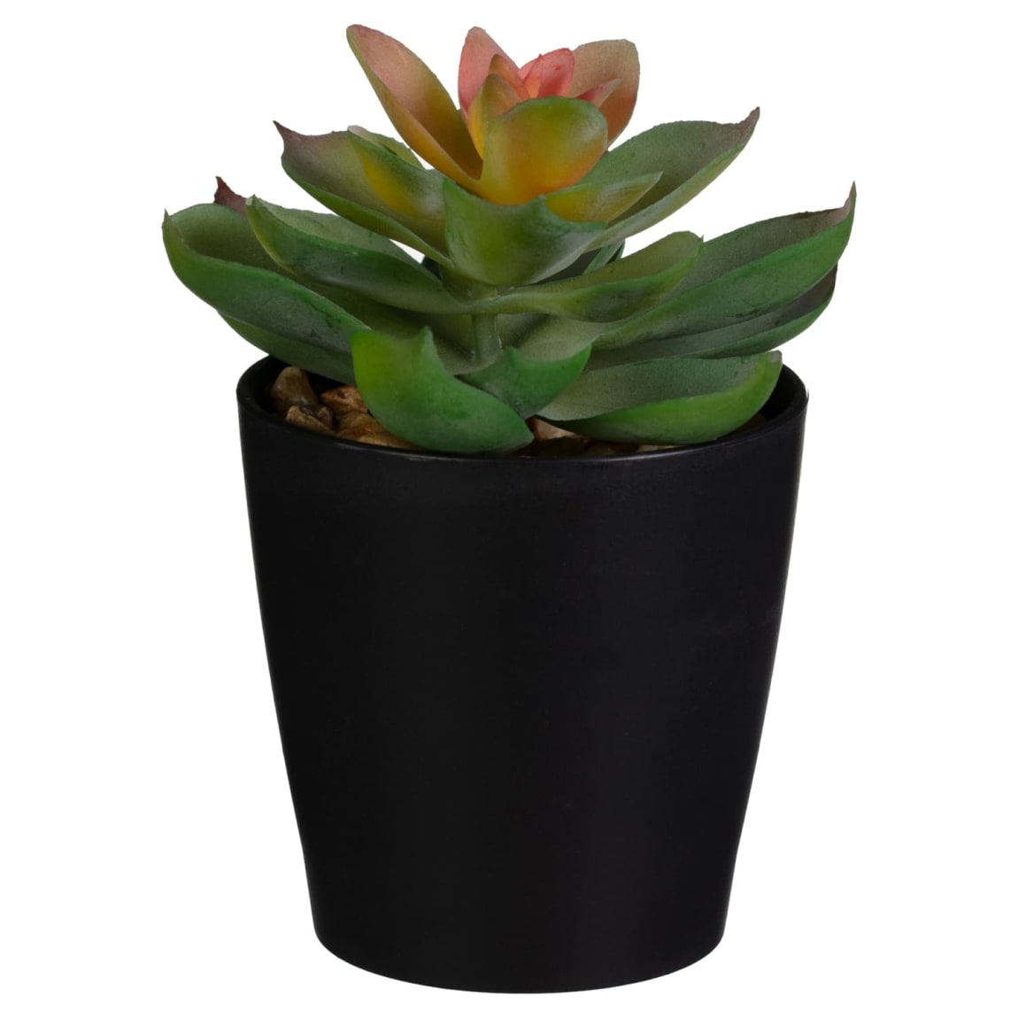 418093-basic-succulent-in-black-pot-2