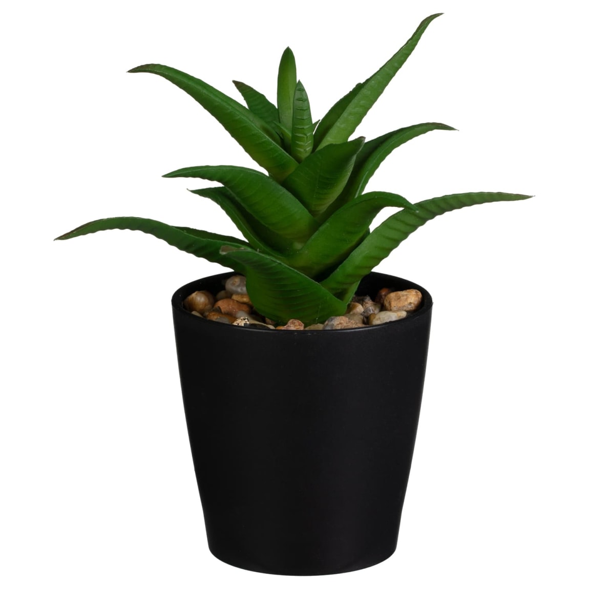 418093-basic-succulent-in-black-pot-3
