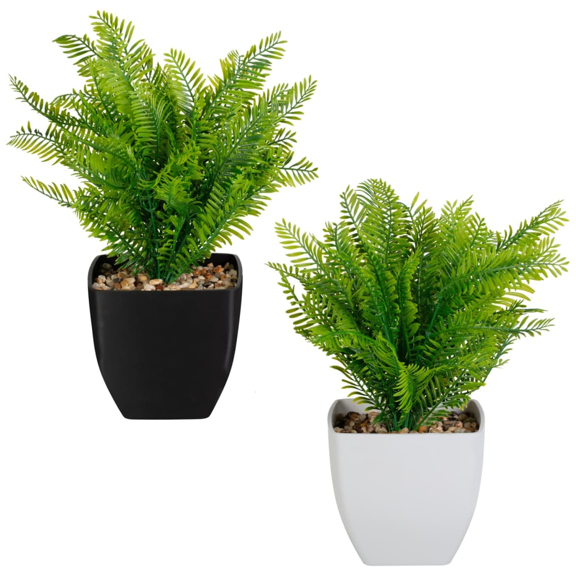 418097-fern-in-squared-pot-group