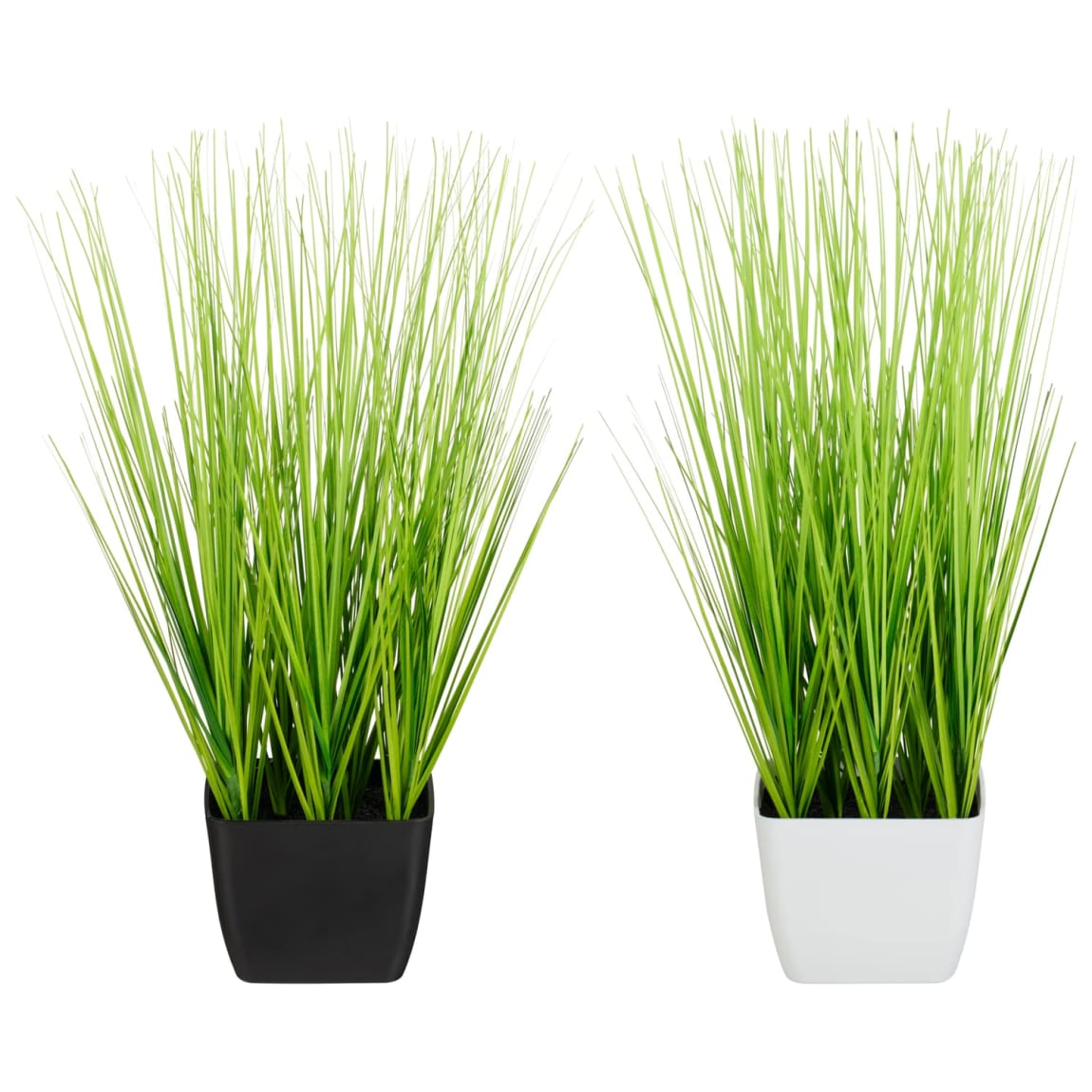 418098-grass-in-pot-white