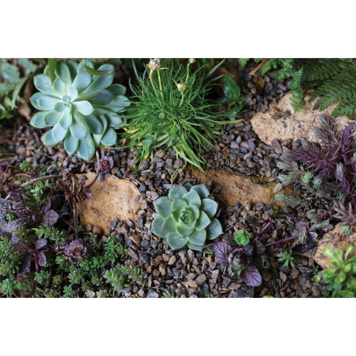 420529-horticultural-alpine-grit-4