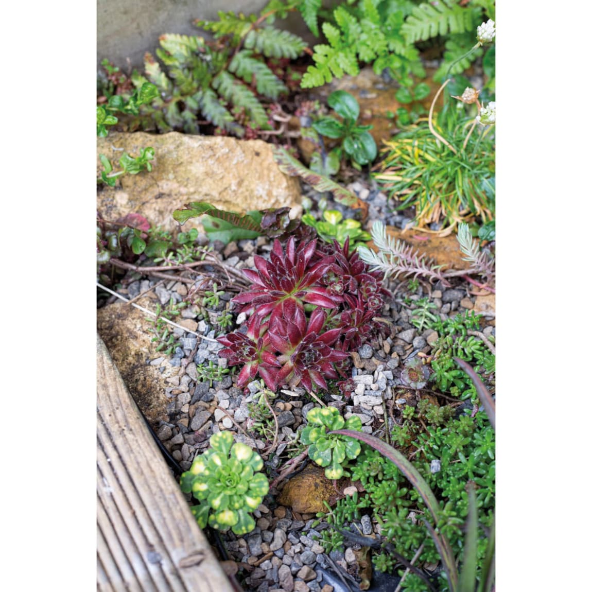 420529-horticultural-alpine-grit-5