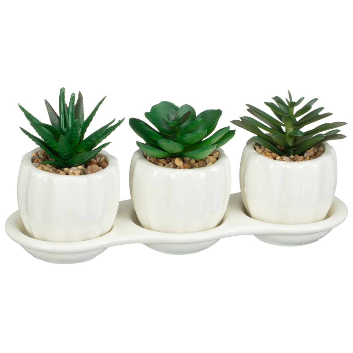 422694-ceramic-tray-of-3-succulents-white