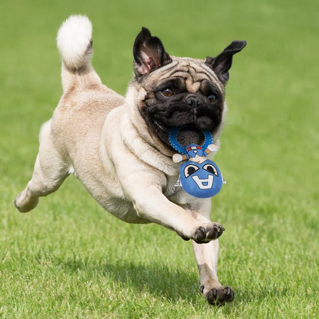 427617-marvel-ring-chew-toy-captain-america