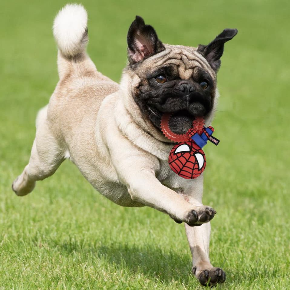 427617-marvel-ring-chew-toy-spiderman-2