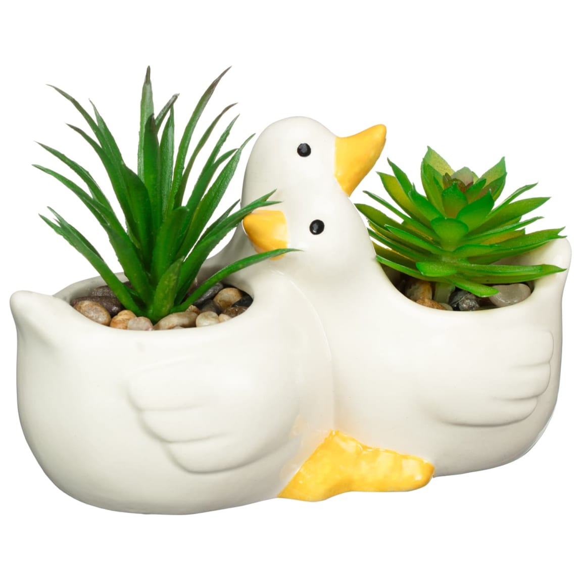 430032-hugging-ducks-succulent