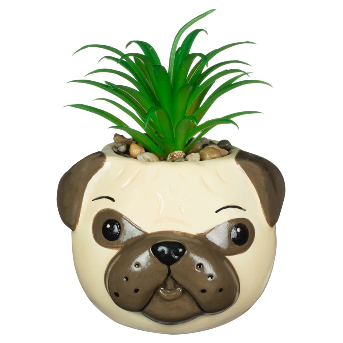 430034-novely-dog-succulent