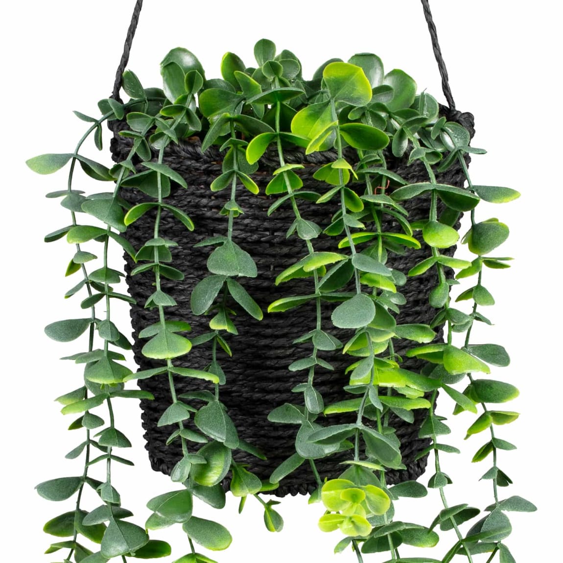 430046-hanging-eucalyptus-in-black-pot-2
