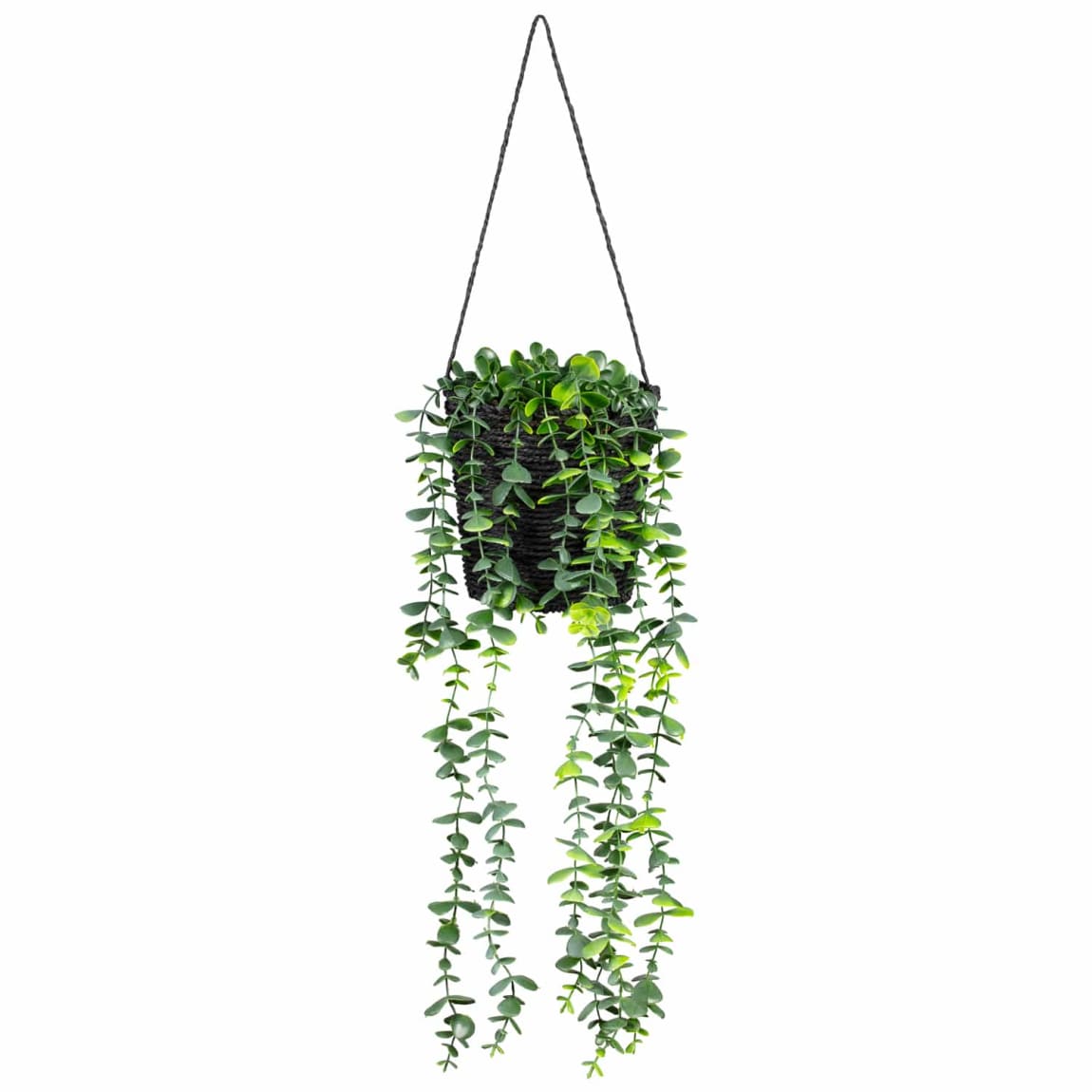 430046-hanging-eucalyptus-in-black-pot