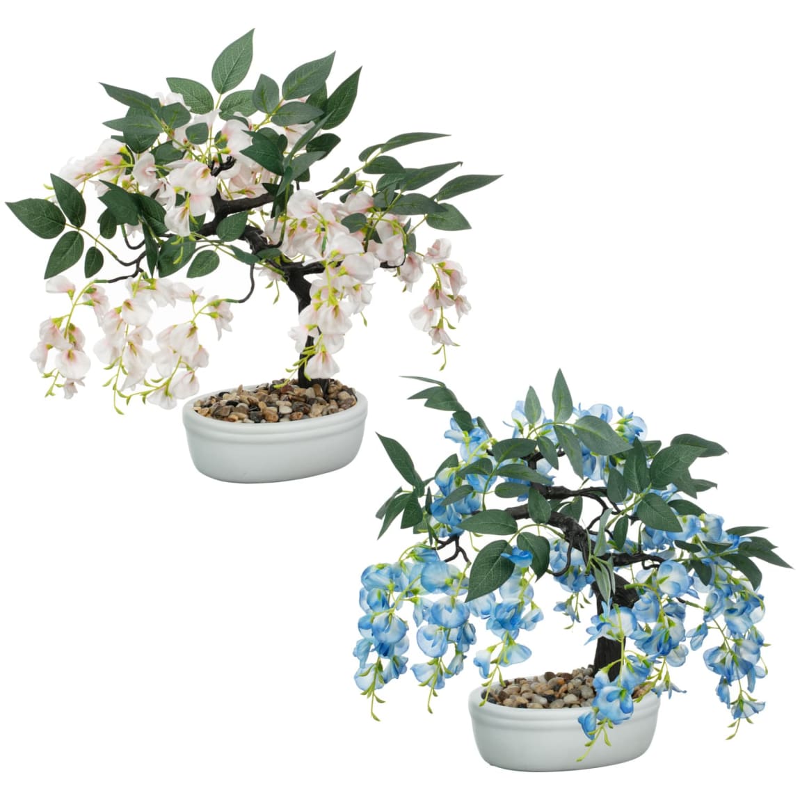 430051-wisteria-bonsai-tree-in-white-pot-blue