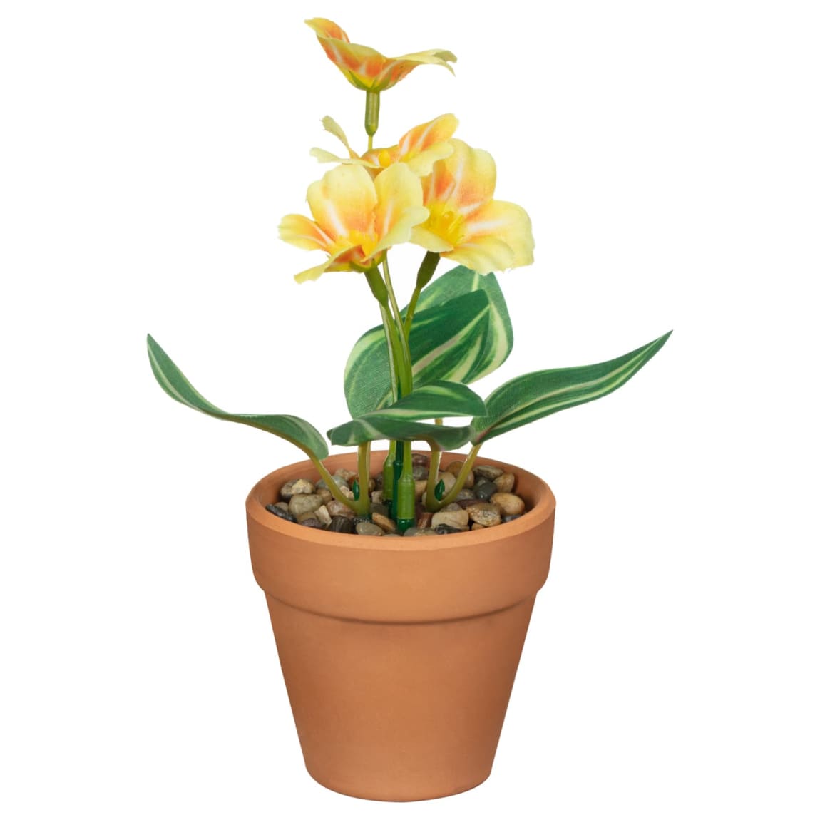 430081-small-flowers-in-teracotta-pot