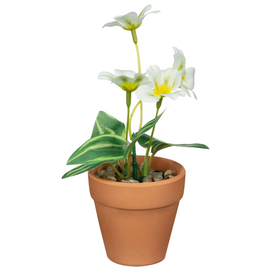 430081-small-flowers-in-teracotta-pot1