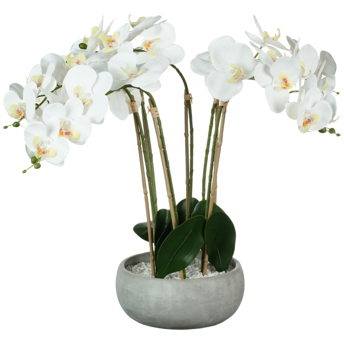 430082-large-orchid-in-pot
